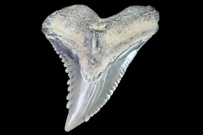 Hemipristis Shark Tooth Fossil - Virginia #91739